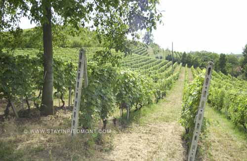 Barbera vineyards at VEcchio Podere Santa Cristiana