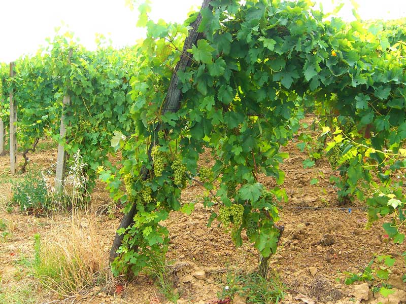 Piedmont vine 2 (July)