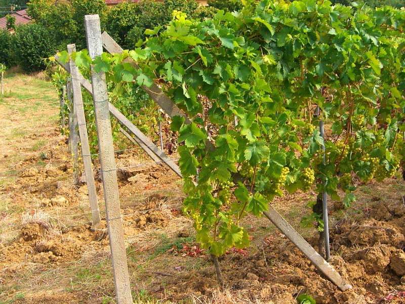Piedmont vine 3 (July)
