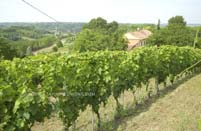 View of house from Moscato vineyard