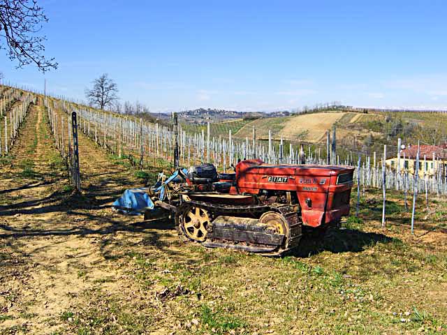 Cingalo and trauncher at work in the barbera d'asti vineyard